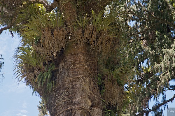 NewZealand 09 10  078